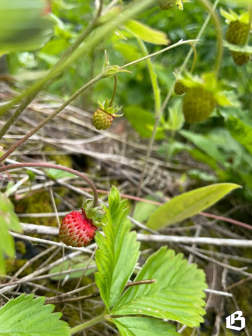 Земляника поспела🍓 

Первые ароматные ягоды уже ждут вас в лесу. Солнце и тепло делают свое дело – 