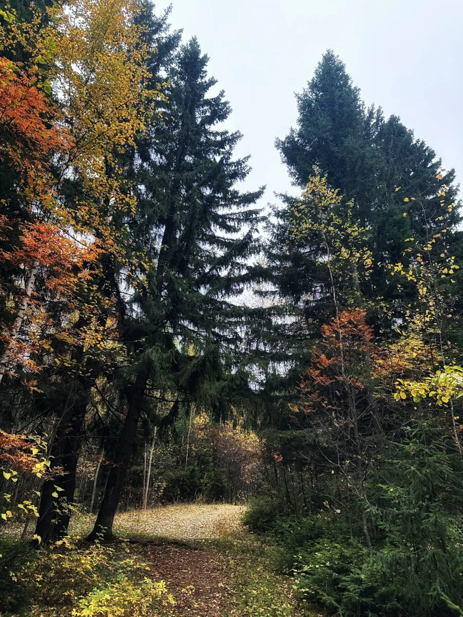 Прекрасный северный лес😍