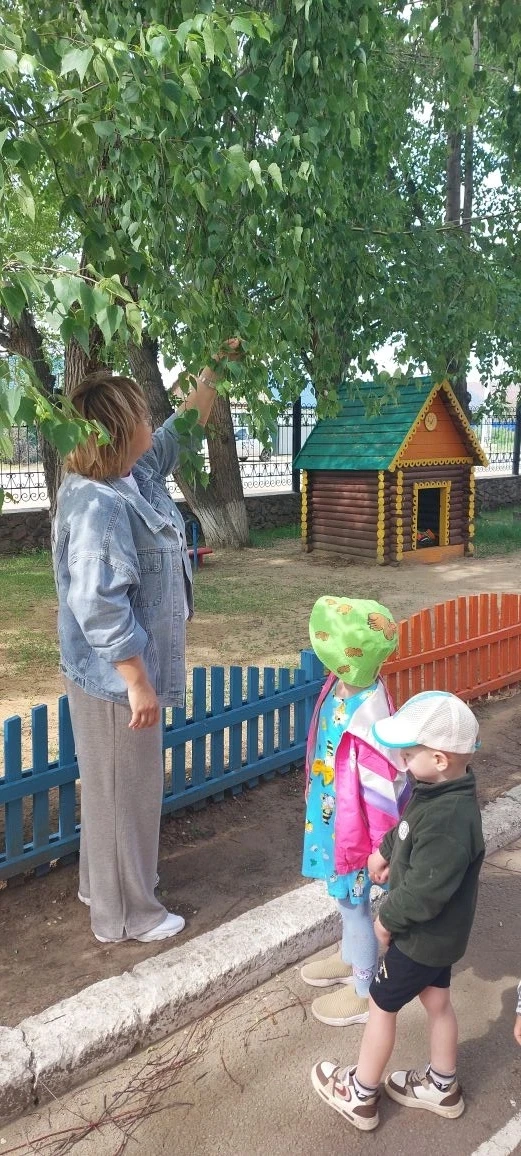 Деревья и кустарники