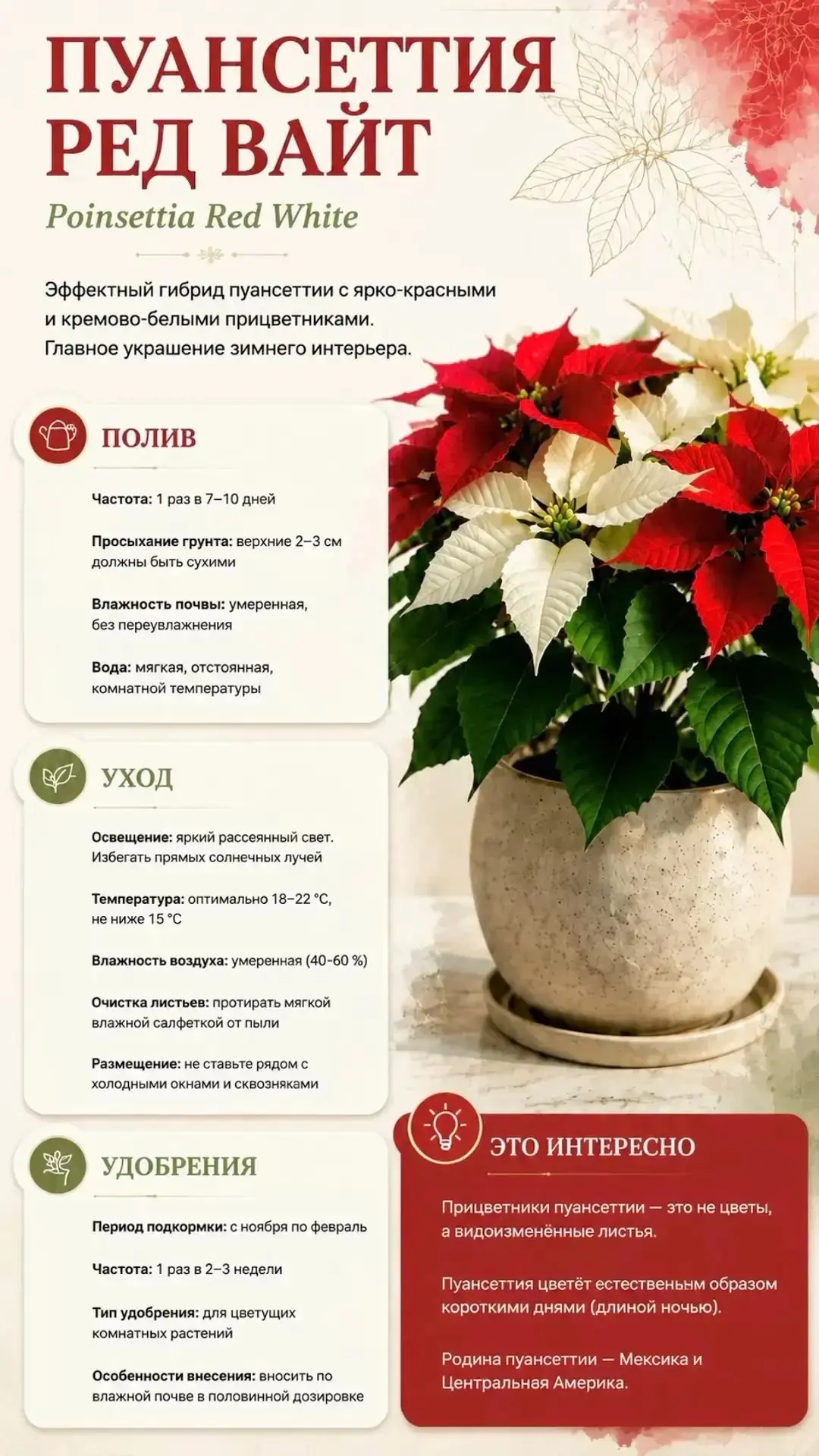 ✨ Уход за пуансеттией 🌱