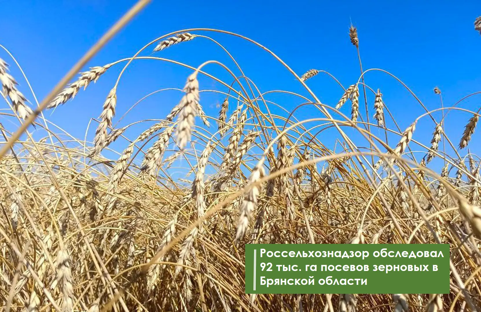🔖 С 1 июня по 18 августа 2026 года Управление Россельхознадзора по Брянской, Смоленско...