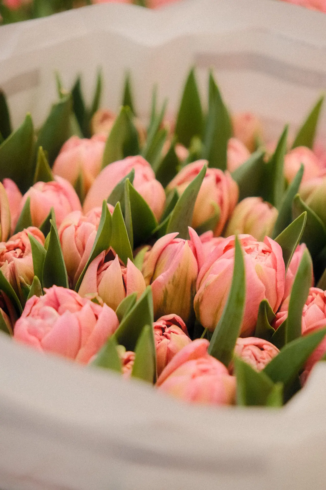 Тюльпаны…🌷