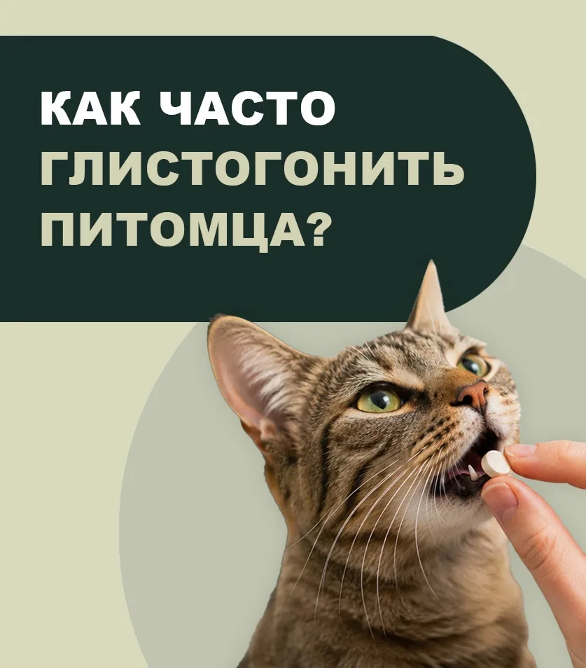 Как часто глистогонить питомца? 🐶🐱