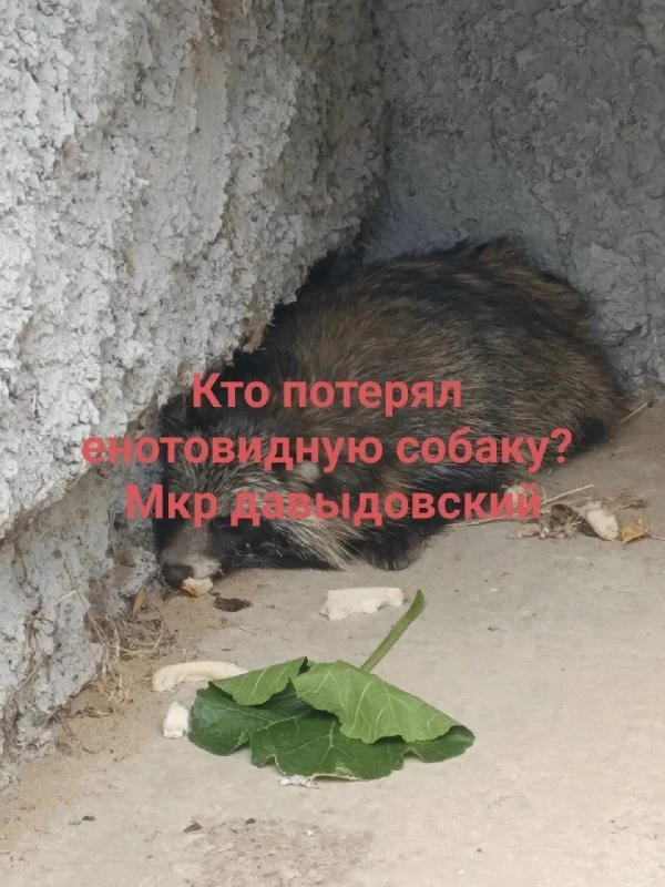 В микрорайоне Давыдовский жители заметили енотовидную собаку. Напуганное животное забил...