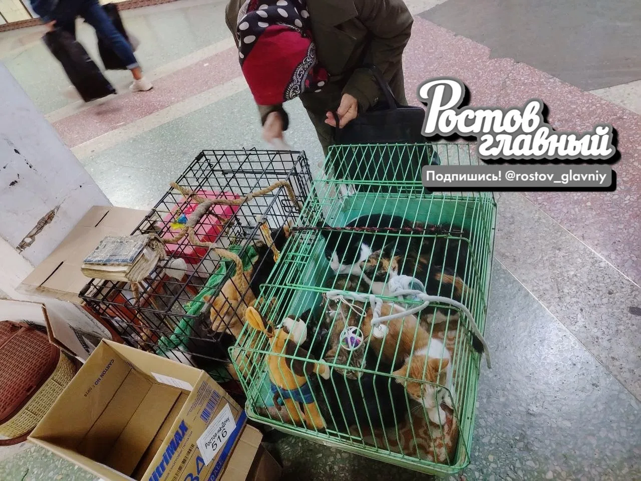 😢 Поражает, что живодёр-коробочница годами стоит в переходе Центрального рынка у нас п...