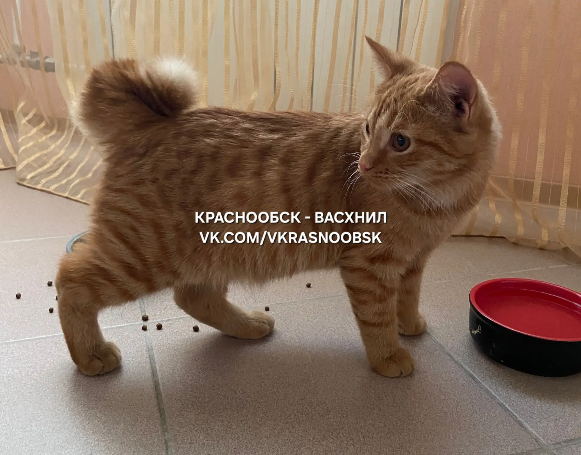 Найден котик около 216 дома