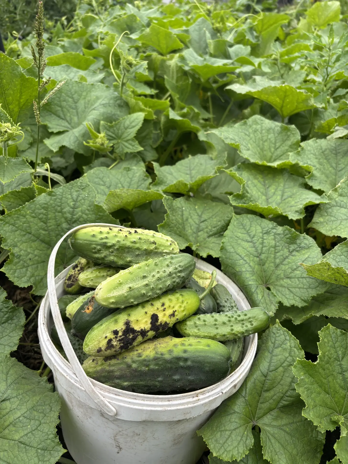 Всем привет! 👋 Сегодня день сбора огурцов. 🥒 Понемногу закрываю, а вот помидоры 🍅 никак не спеют.