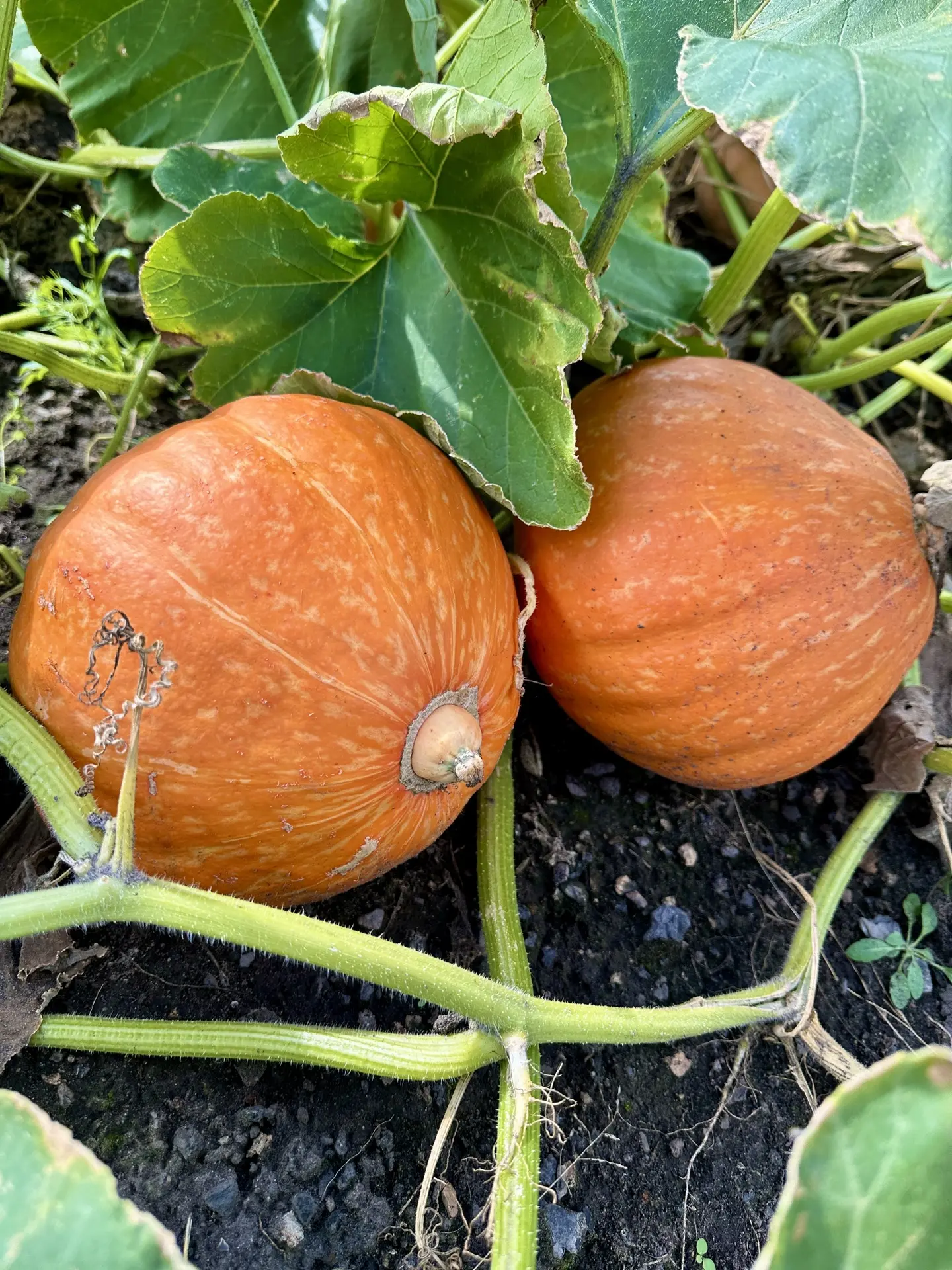 Плодородный, яркий и красивый Август 🍎🌶️🥒🍅🥕🌺🌻
