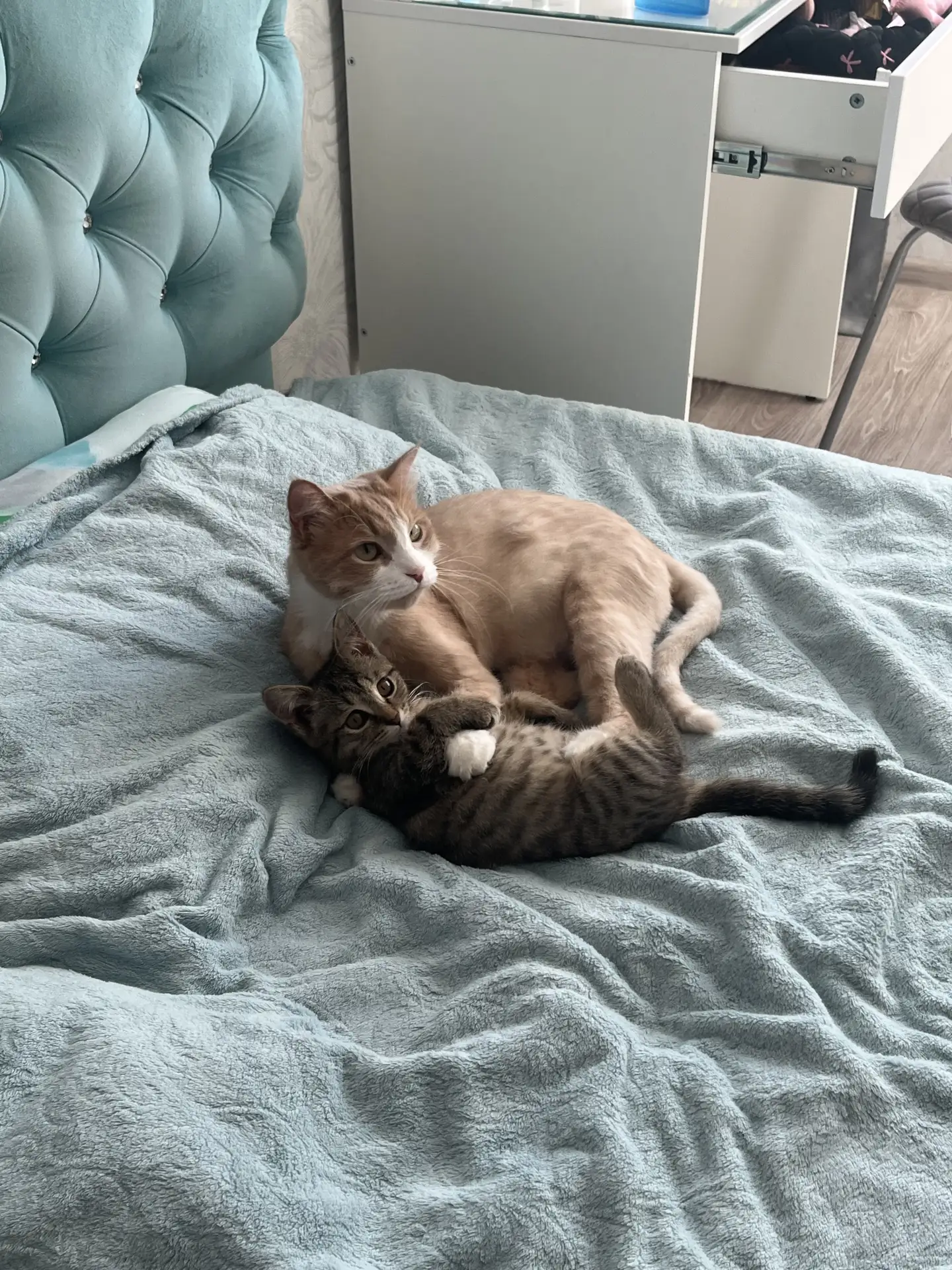 Кот Персик и кошечка Анфиса 🤩