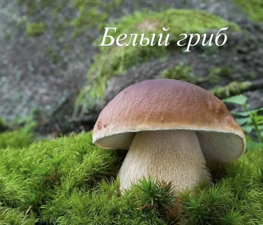 🍄 БЕЛЫЙ ГРИБ: ЦАРЬ ГРИБНОГО МИРА
Белый гриб (боровик) по праву считается одним из самых ценных и лю