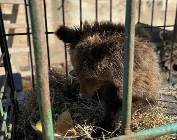 Медвежонка-подкидыша спасают в Иркутской области 🥺  В марте туристы заметили на Кругобайкальской жел