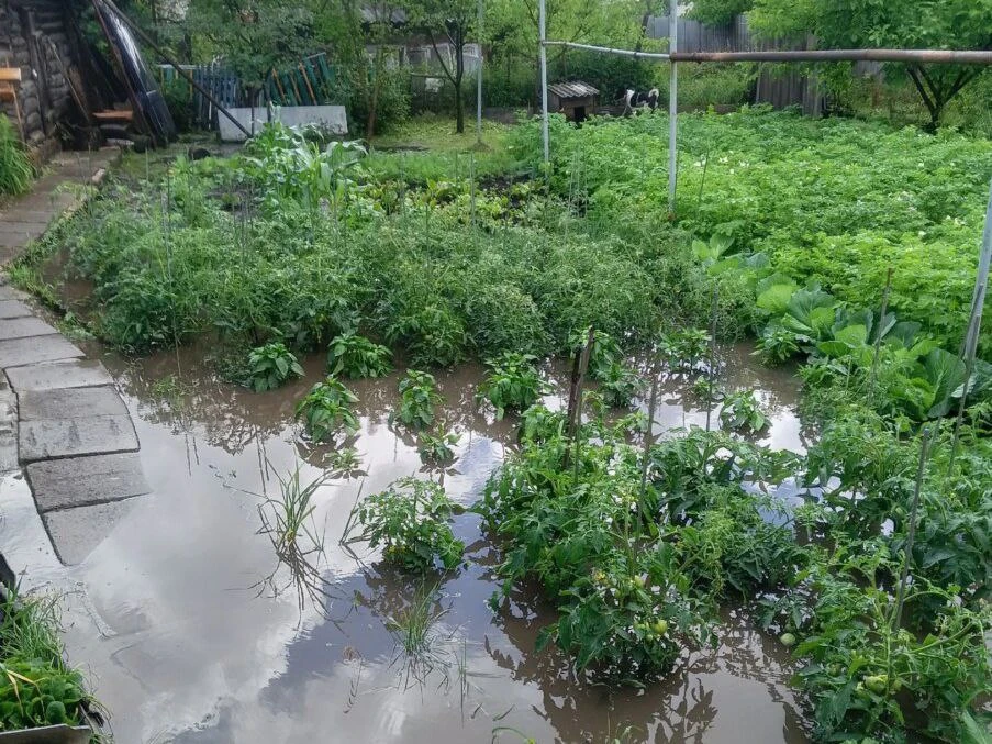 Как защитить от непогоды свои сады и огороды: простые способы спасти урожай  Май в этом году во мног