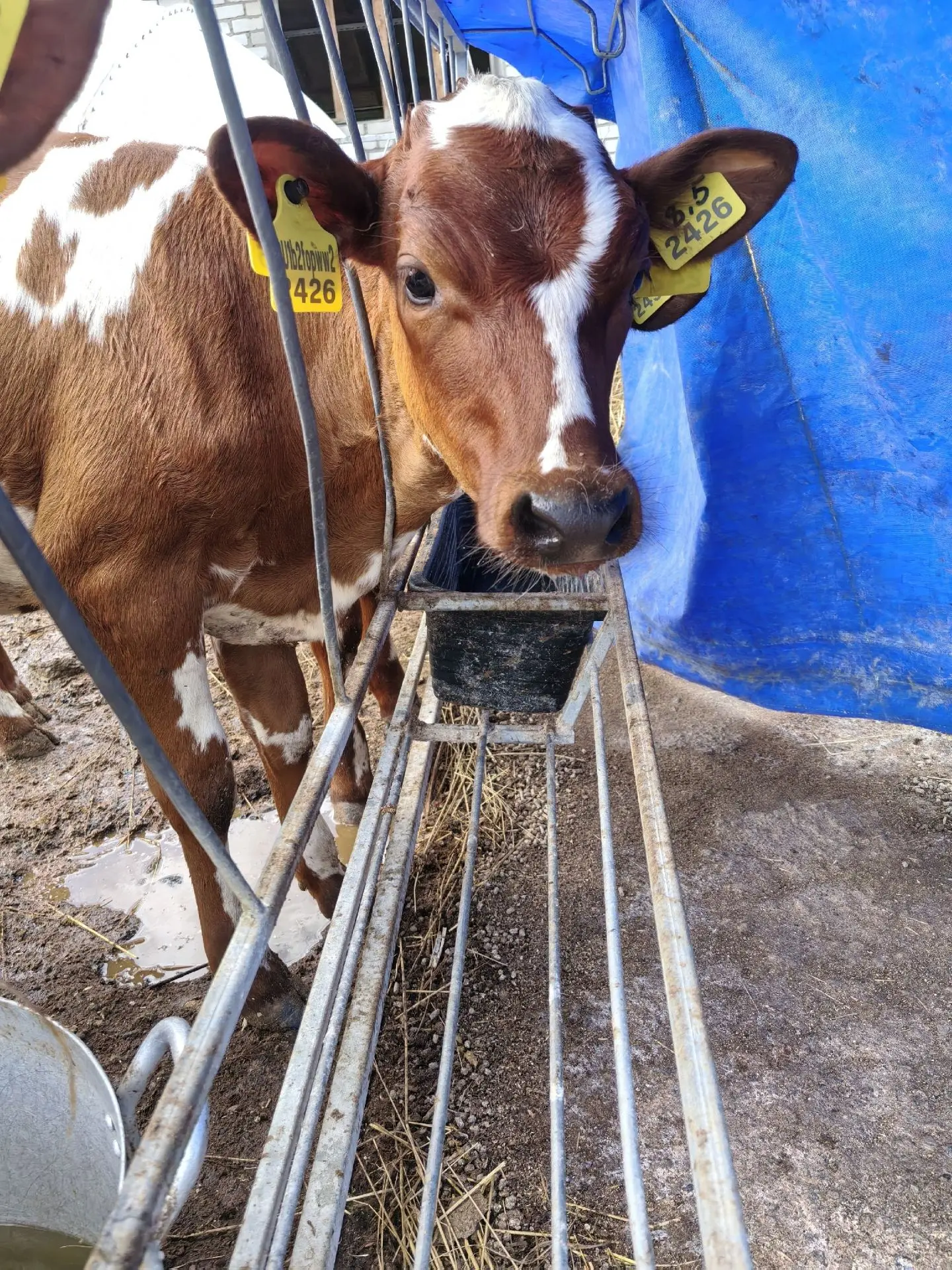 🐮Знакомьтесь! Эти малыши – питомцы совхоза «Ведлозерский»