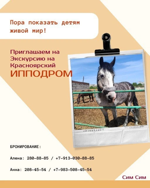 🐴 В гости к грациозным лошадям: экскурсия на Красноярский ипподром!

🫶Хотите провести выходной акт