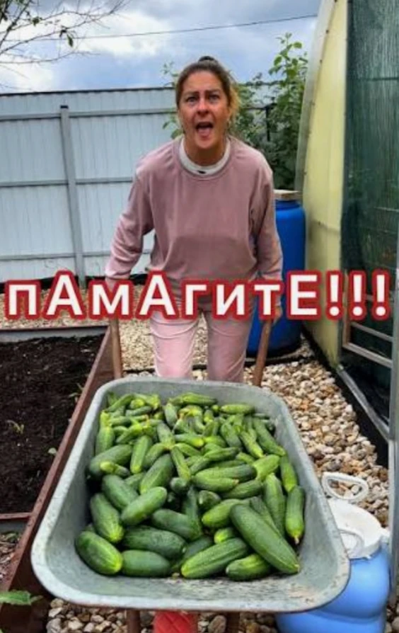 Вот и август,а значит,все уже дождались хоть чего-то,поспевшего на грядках,в теплицах или даже на ок