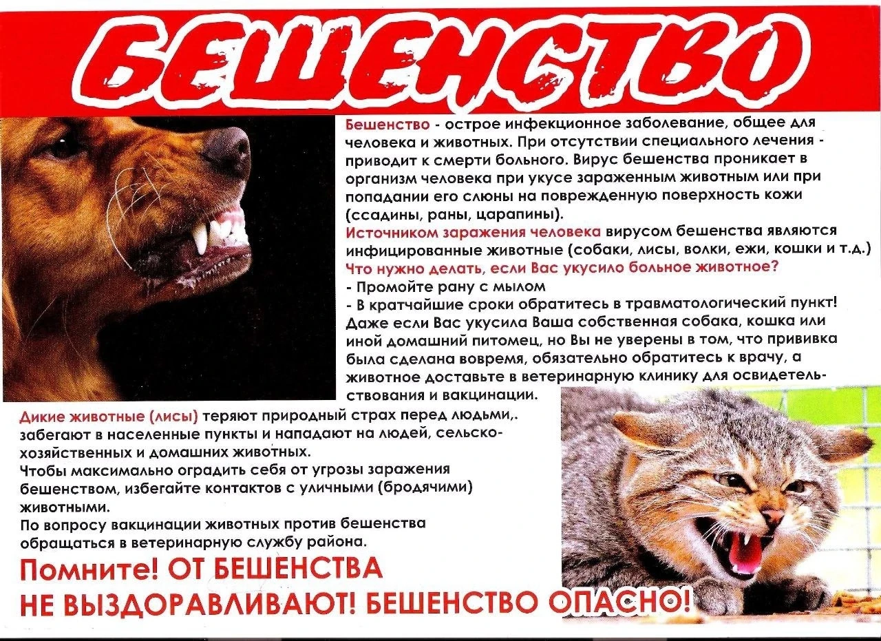 💙Бесплатная вакцинация домашних животных от бешенства. 

❗ГБУ Альшеевская районная ветеринарная ста