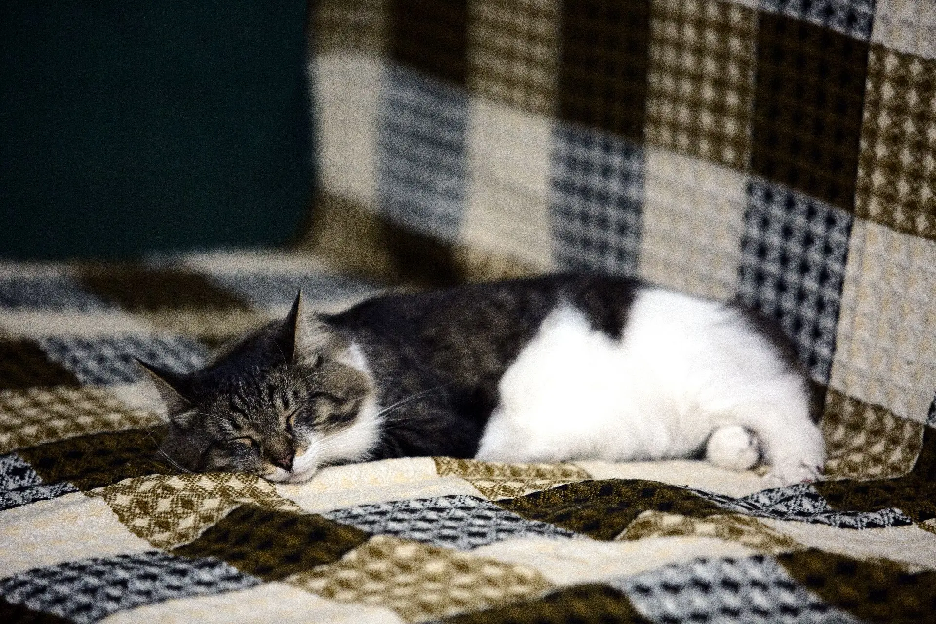 Из жизни кота Матвея.