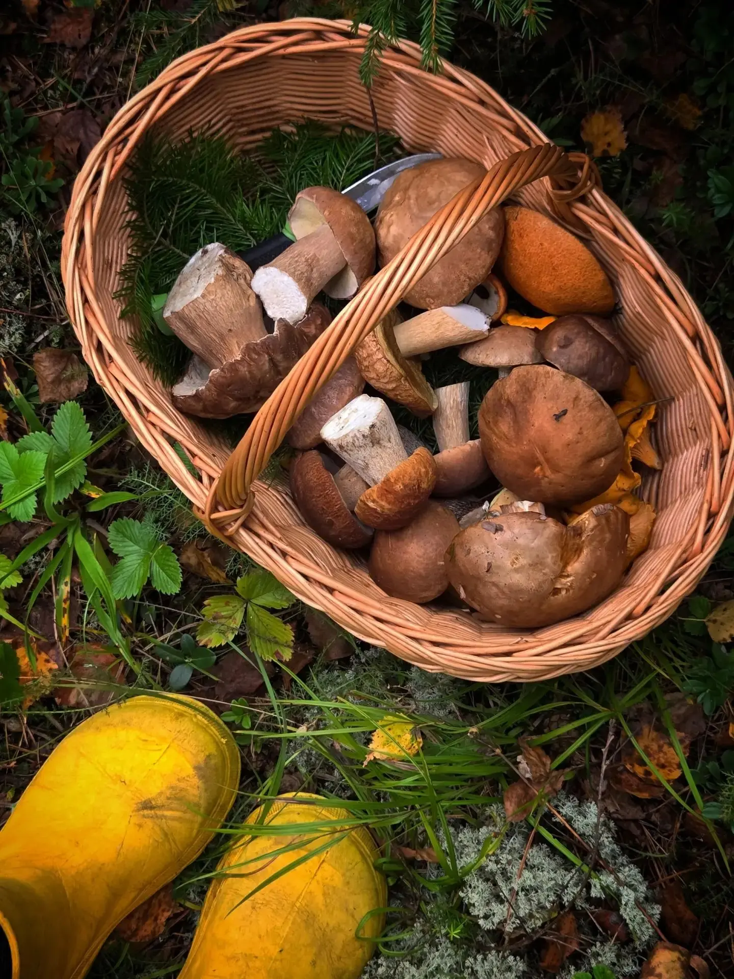 🍂🌲🍄Поход в лес в Чайковском районе Пермского края. Увидеть лесных обитателей, насоби...