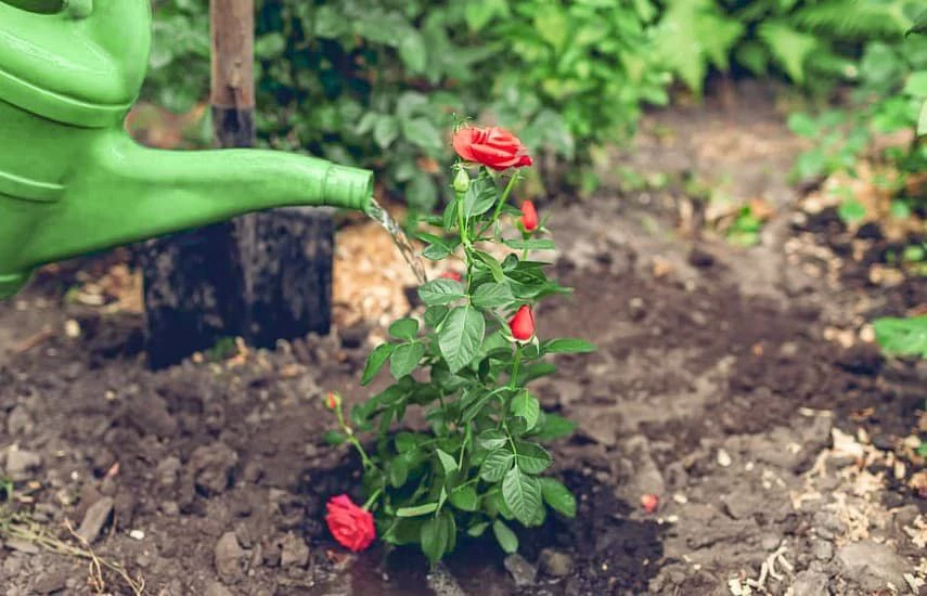 5 частых ошибок при выращивании роз 🌹

▫️Неправильная посадка
Не оставляйте прививку на поверхности