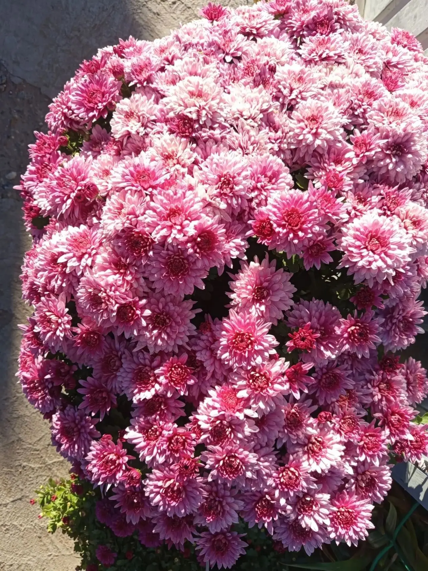 Делимся хорошим настроением! 🌸