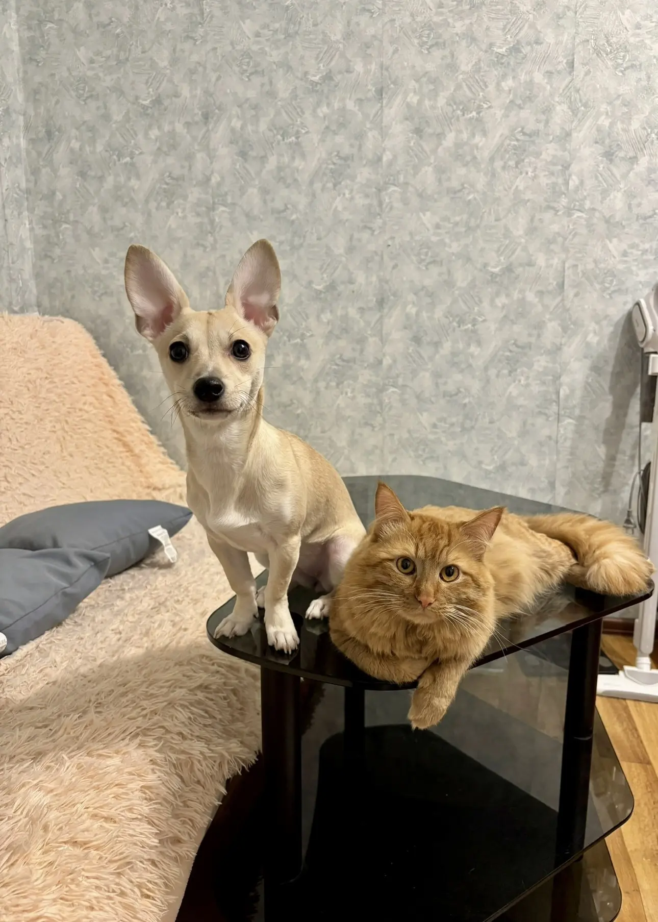 🐾😂😋
- Вам большую пиццу заказывать или маленькую?
- ОБЕ…