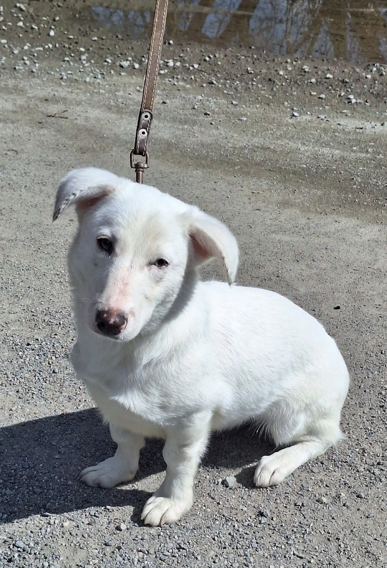 🐾 Ищем дом для очаровательной Джуди 🌟