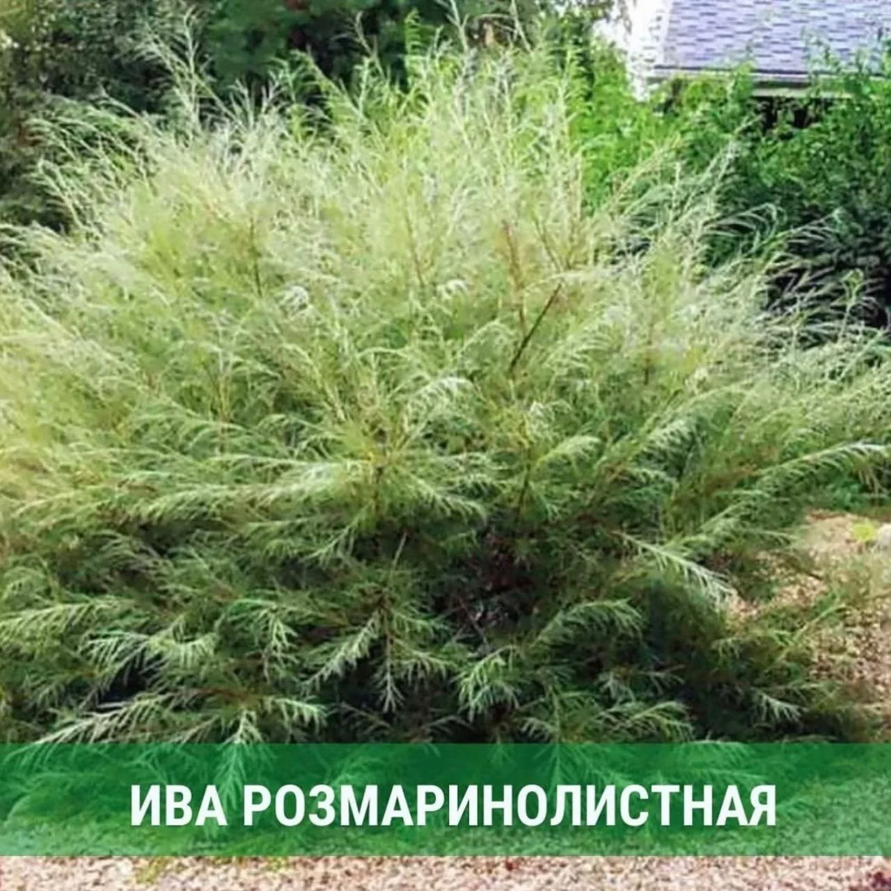 Виды и сорта миниатюрных ив для дачных участков