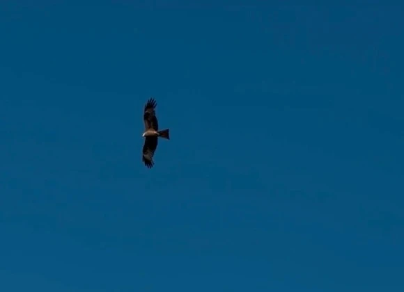 🦅 🦬 Зубр, выхухоль и сапсан: эти краснокнижные виды поддерживают жители Владимира