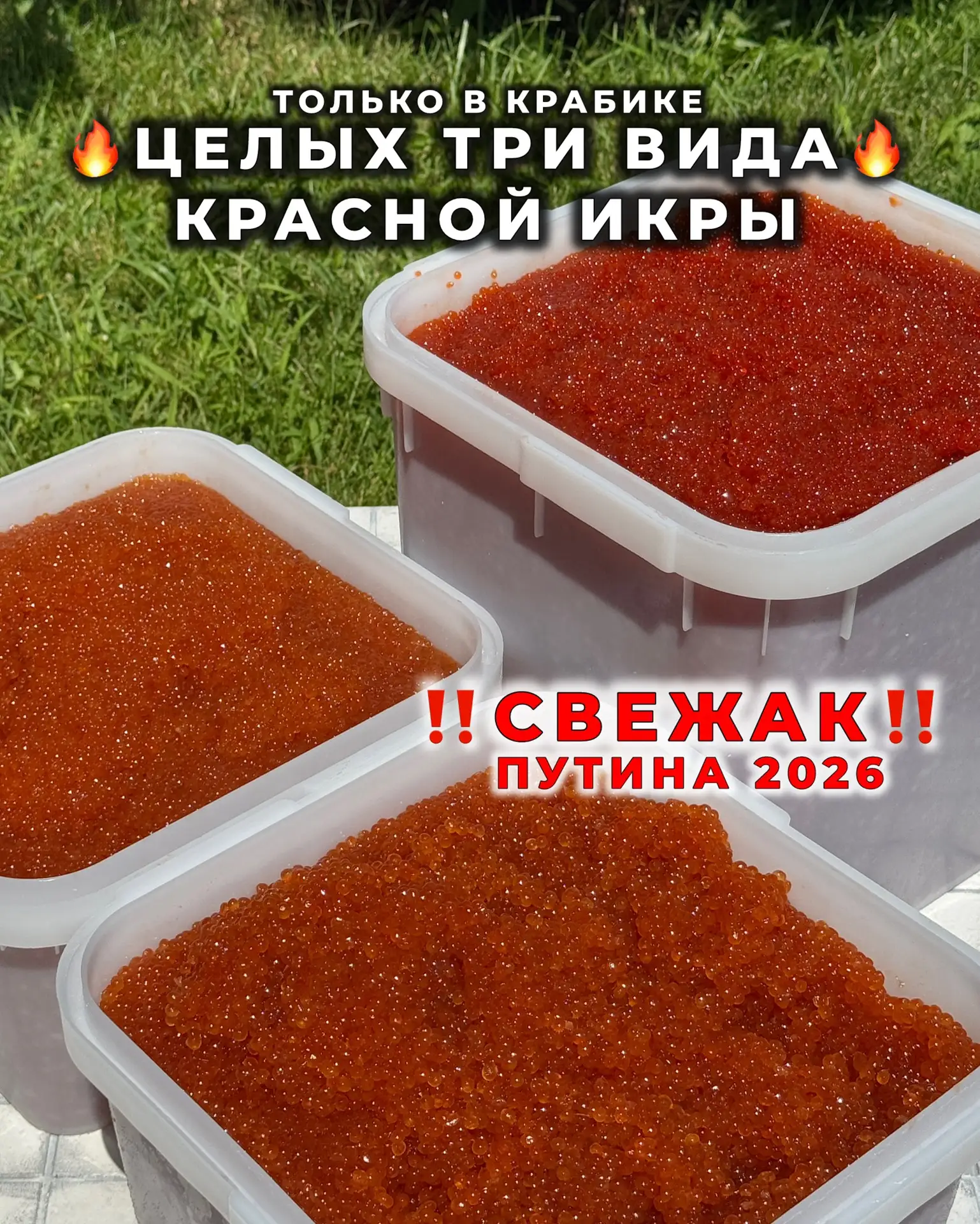 🚨МЕГА НОВОСТЬ🚨
Мы привезли не один, не два, а
целых 3️⃣ вида красной икры - ПУТИНА 2026 🤤

Яркая!