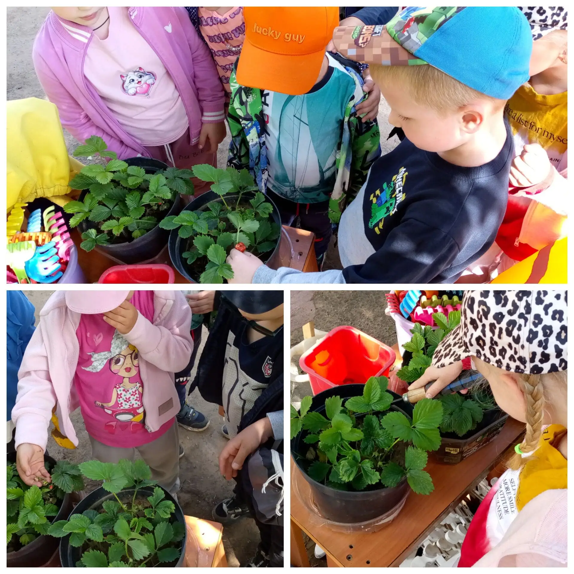 В старшей группе ребята  🌱очень любят экспериментировать с выращиванием растений и уходом за ними. 