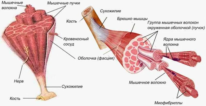 Строение мышцы