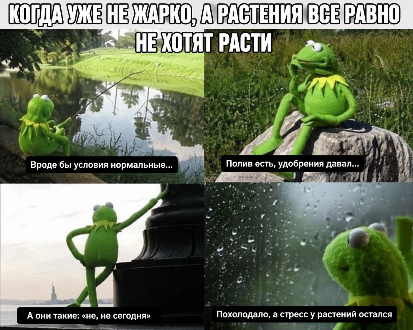 Похолодание — это не конец стресса.

Вроде уже не жарко, поливаете, а любимые овощички будто замерли