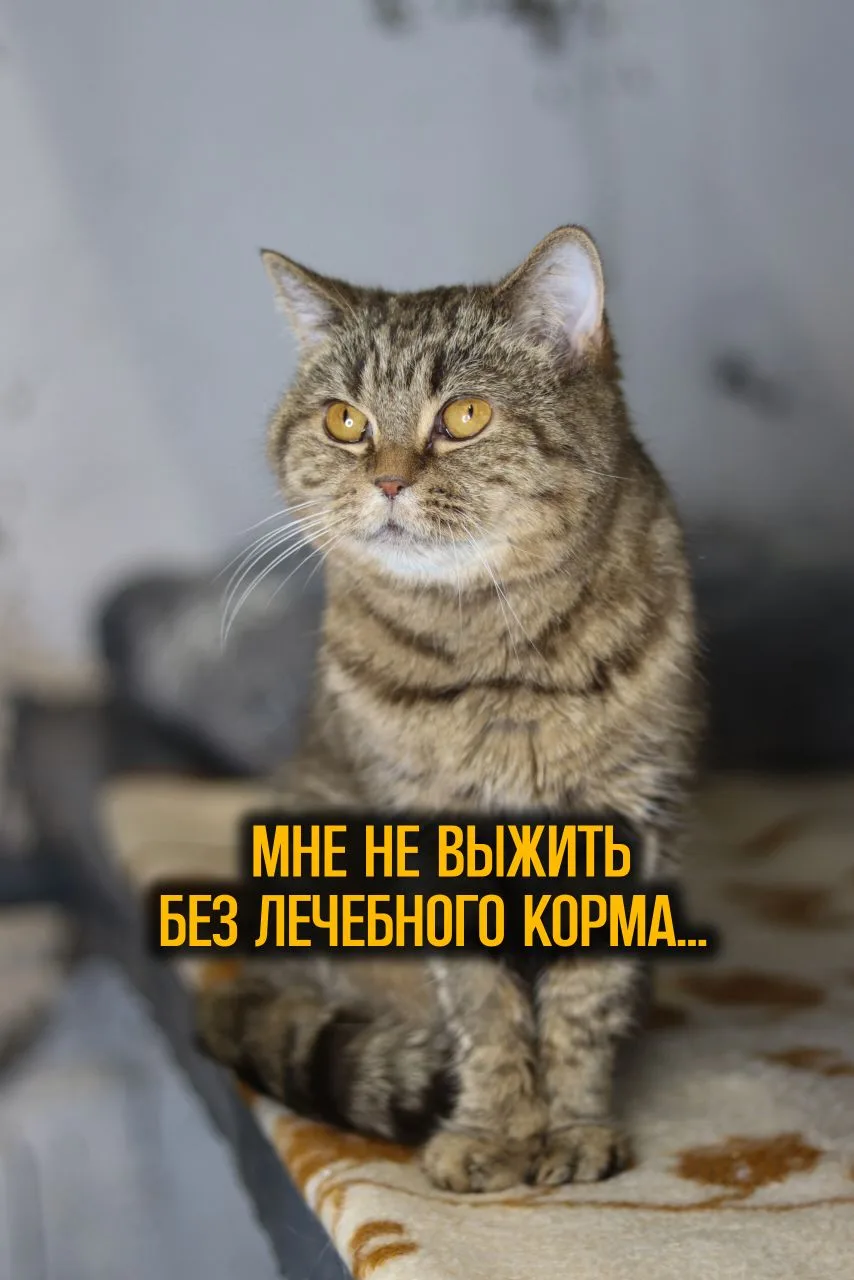 Друзья! Нам нужна помощь в покупке лечебных кормов котикам!