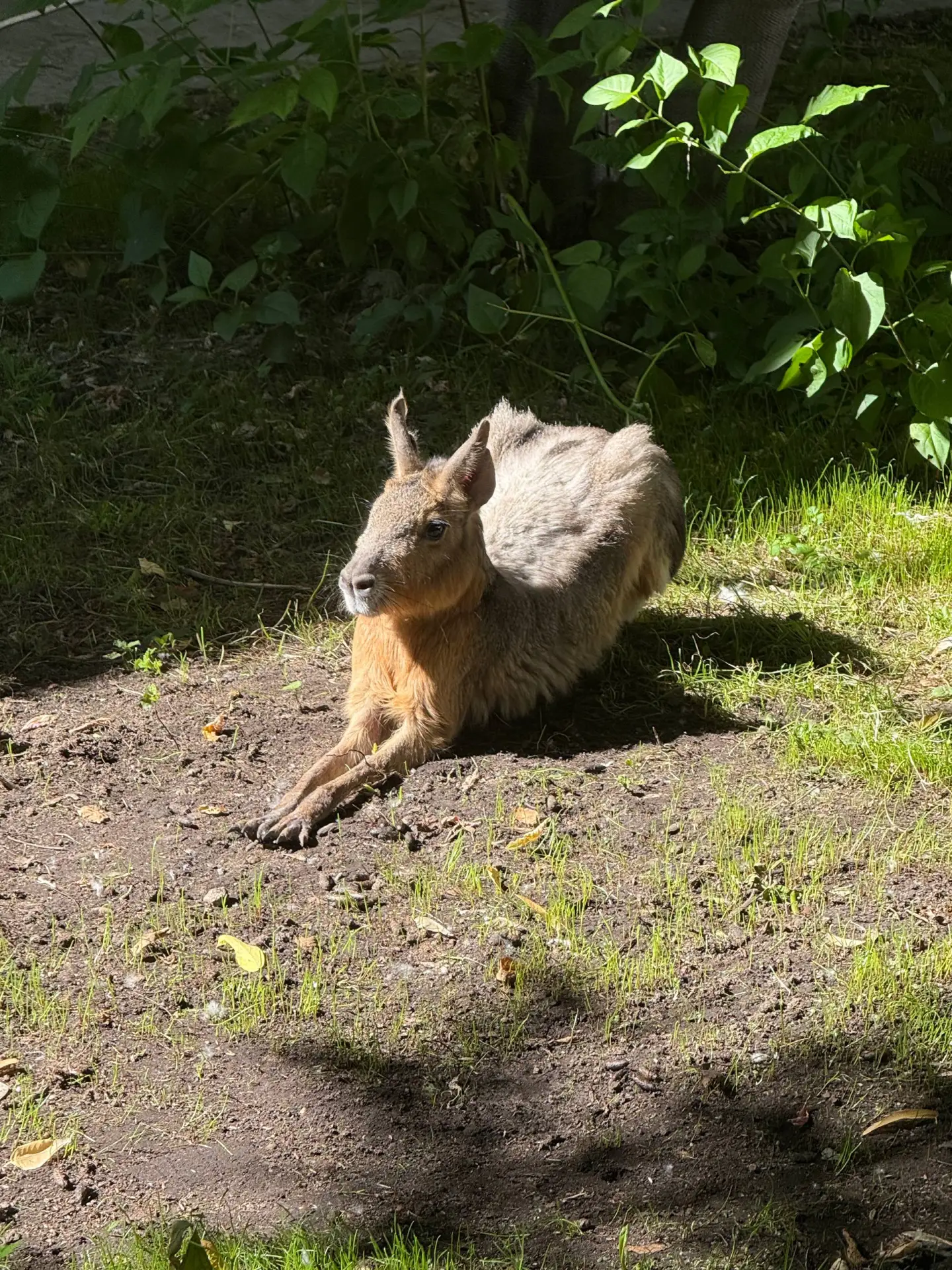 Греется на солнышке  ☀️