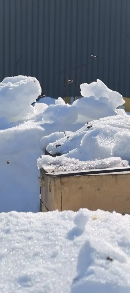 Еще немного пчёлок зимой ❄🐝