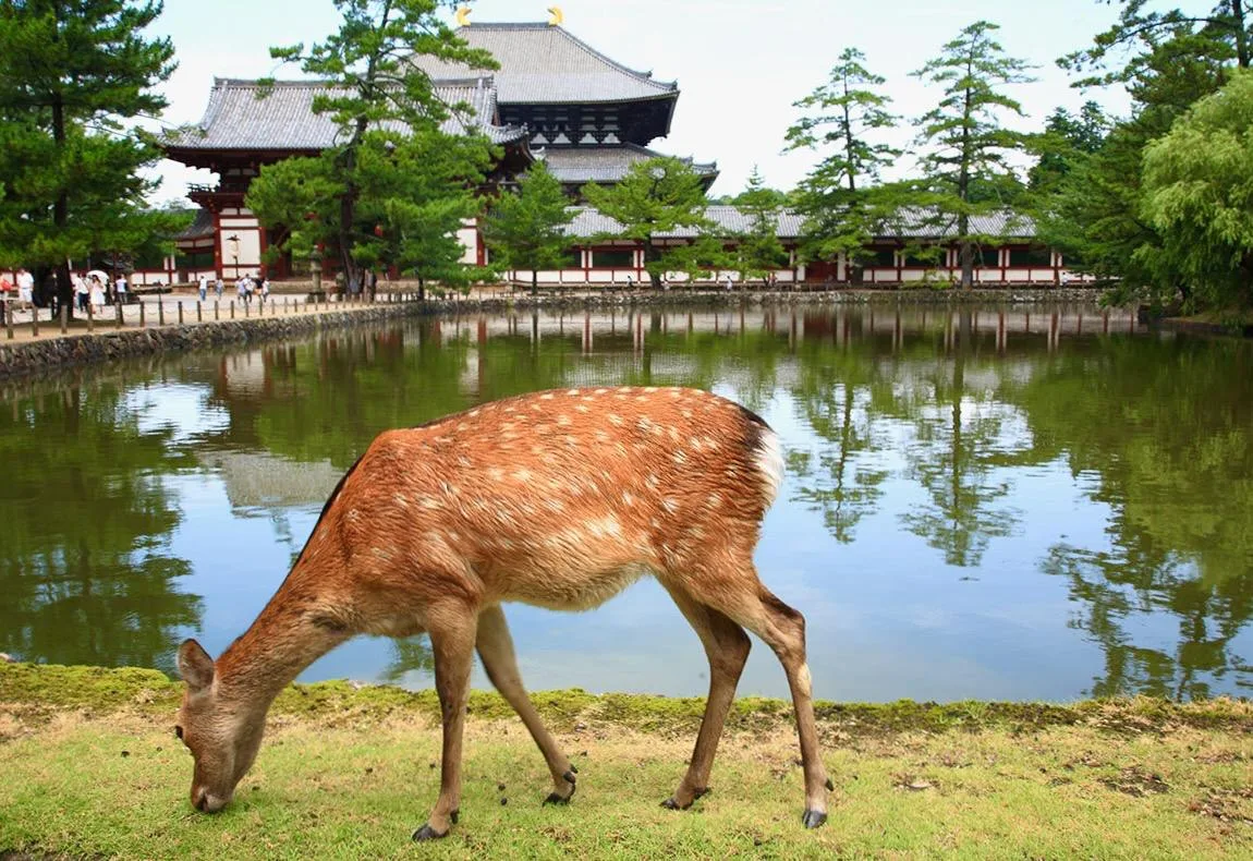 Нара, Япония 🇯🇵