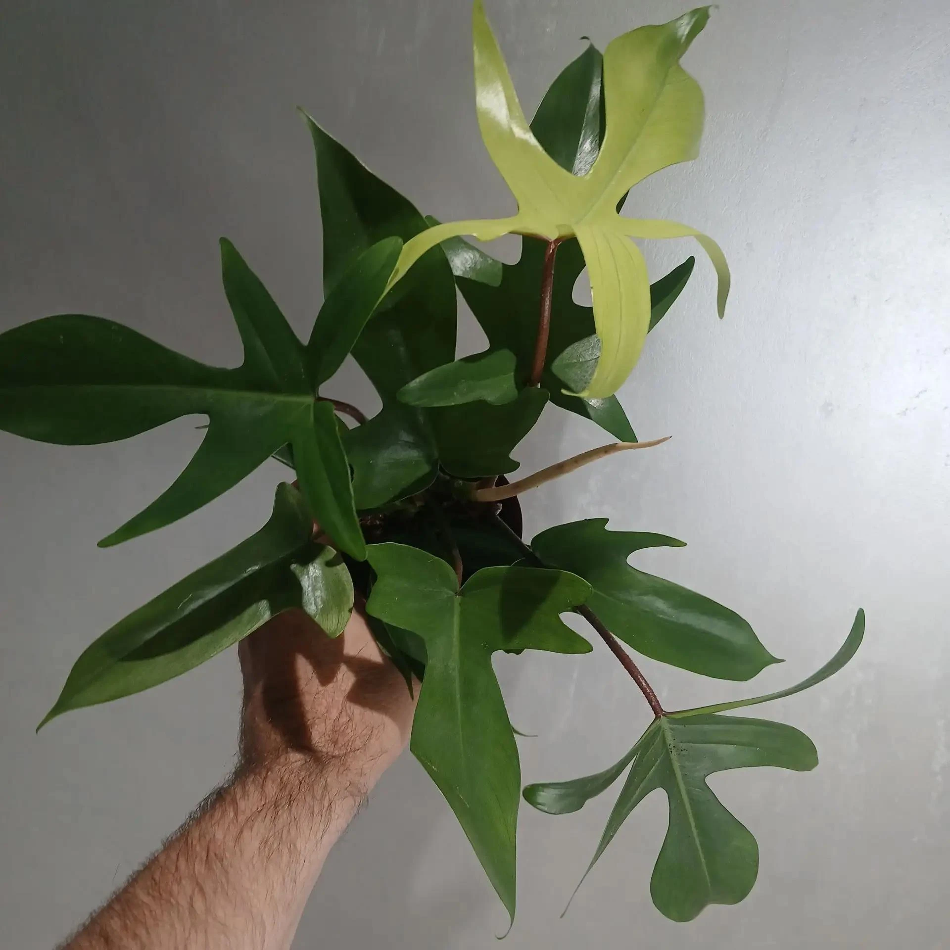 Филодендрон Флорида Гоуст (Philodendron Florida Ghost) — это редкий коллекционный гибри...