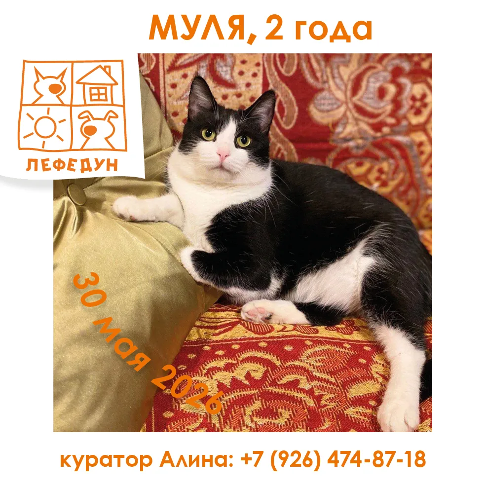 🐾 Мяу! Знакомьтесь — Муля и Мальвина, две лапочки в поисках дома!