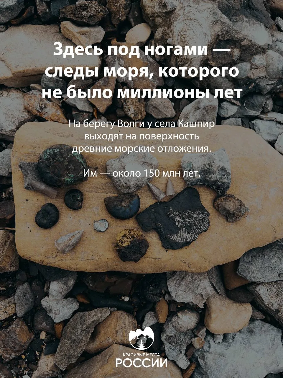 🦖 Кашпирские обнажения в Самарской области
