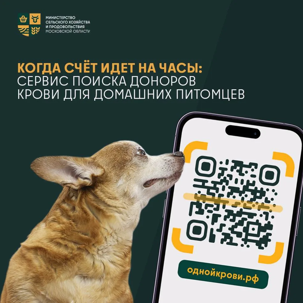 🧪 Иногда одна найденная пара «донор-реципиент» – это спасенная жизнь