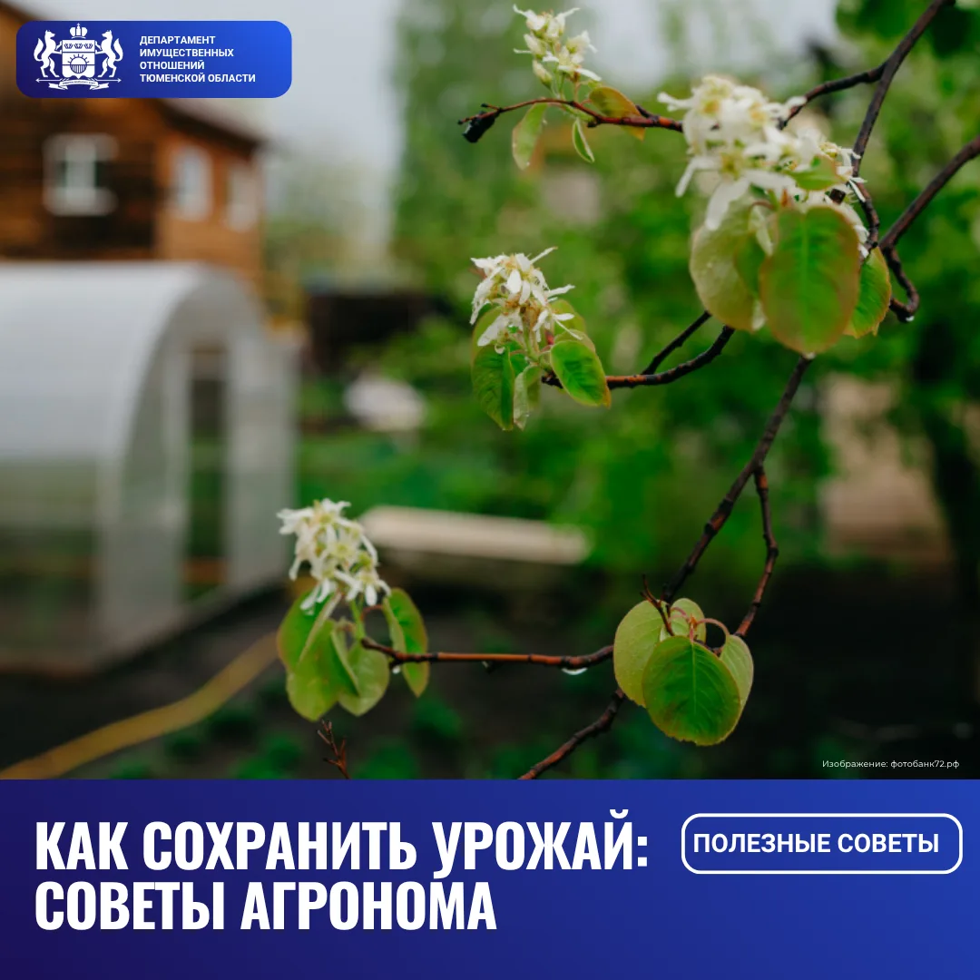 Урожайный август: советы тюменским землепользователям от агронома