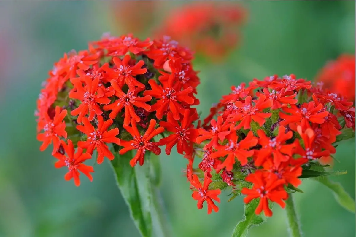 🥰Лихнис - милый цветок из детства
