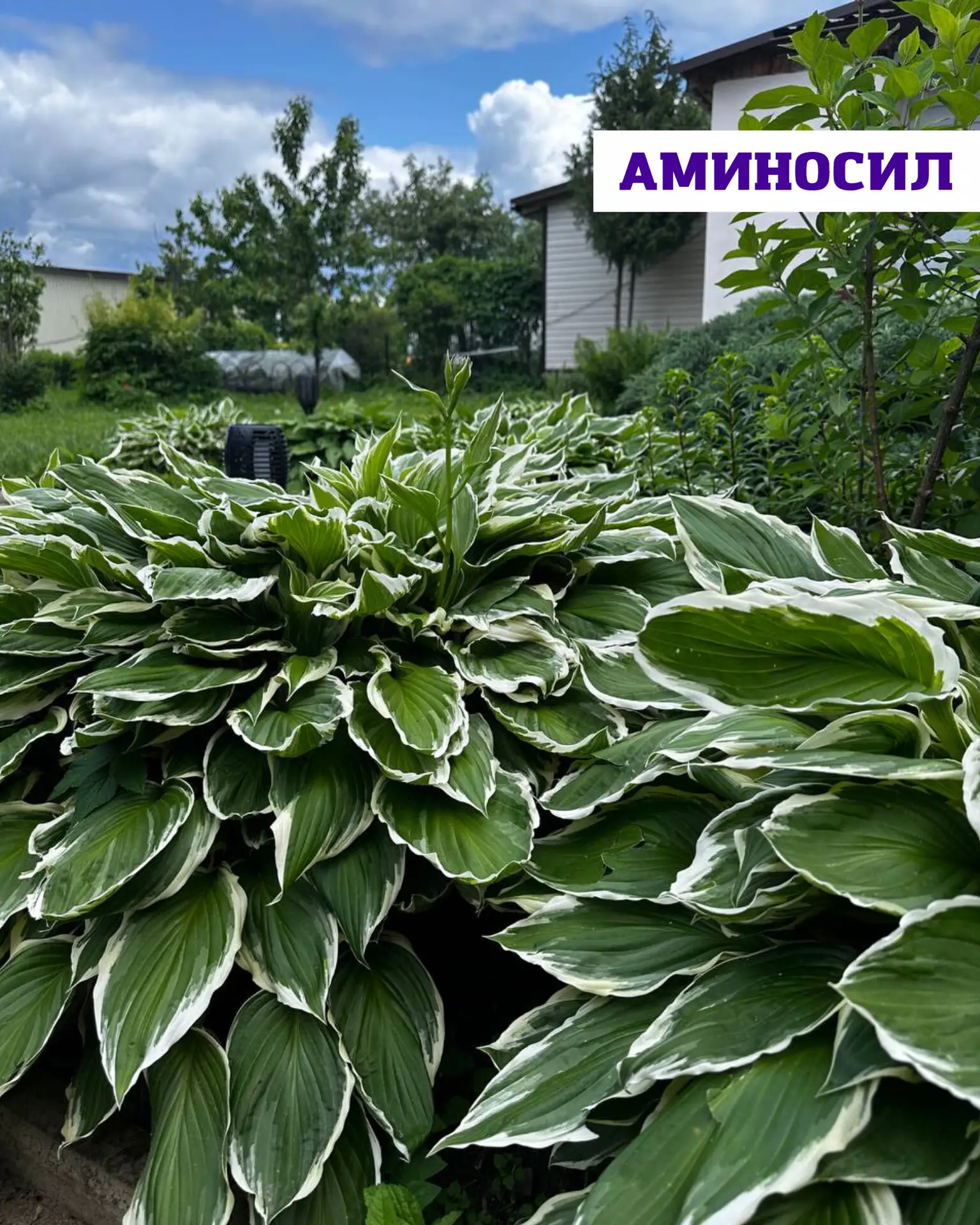 🌿 Хосты без хлопот перезапуск сада   Хосты — идеальные растения для тех, кто хочет максимум декорати
