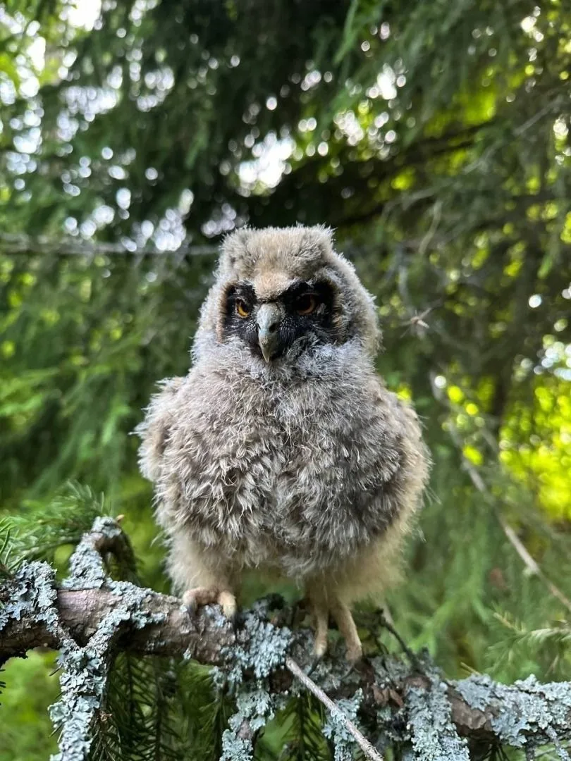 🦉В Присурском заповеднике заметили очаровательного ушастого совёнка

По словам сотрудников заповедн