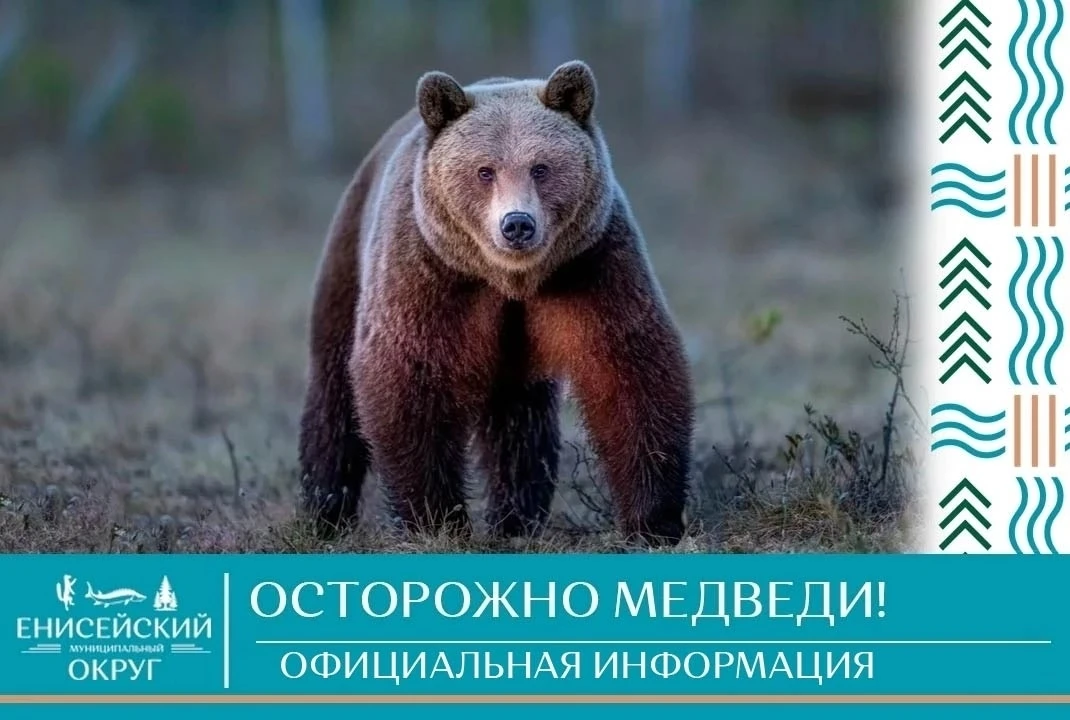 За 3 октября по Енисейскому округу поступило 2 сообщения от жителей о выходе медведей, ...