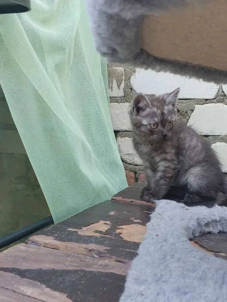 Котята в добрые руки ласковые игривые ладят с детьми и другими животными

#отподписчика 

Подслушано