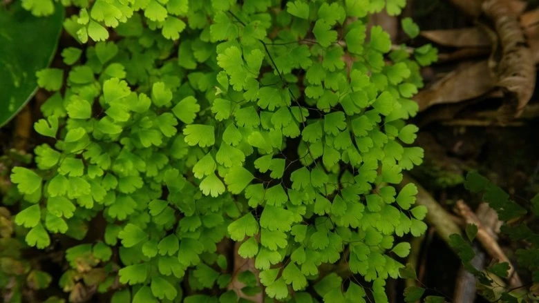 🌿 Папоротник для терпеливых: уход за венериным волосом
