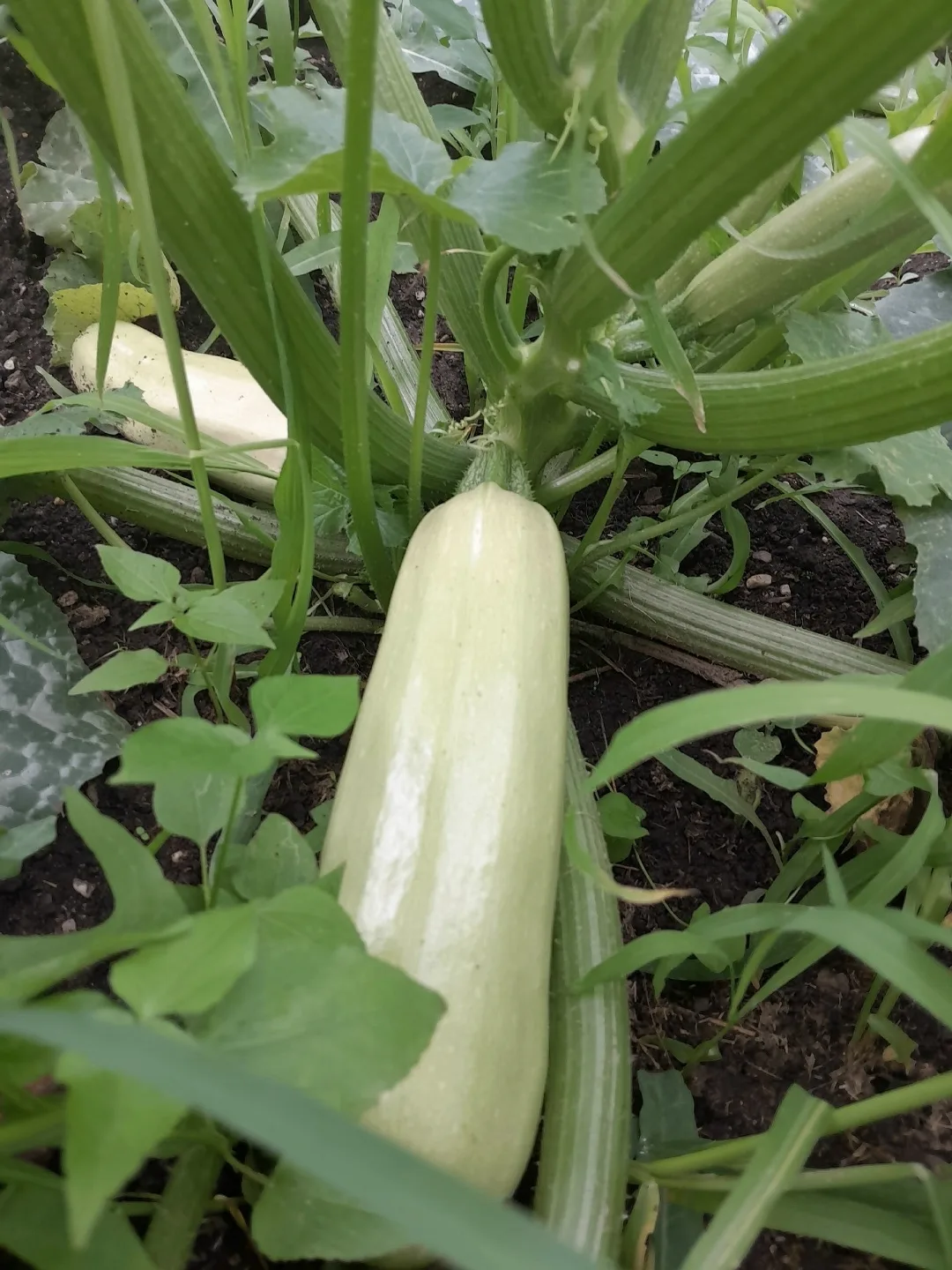 Продам кабачки некрупные 1 кг 40 р. 89876154901
