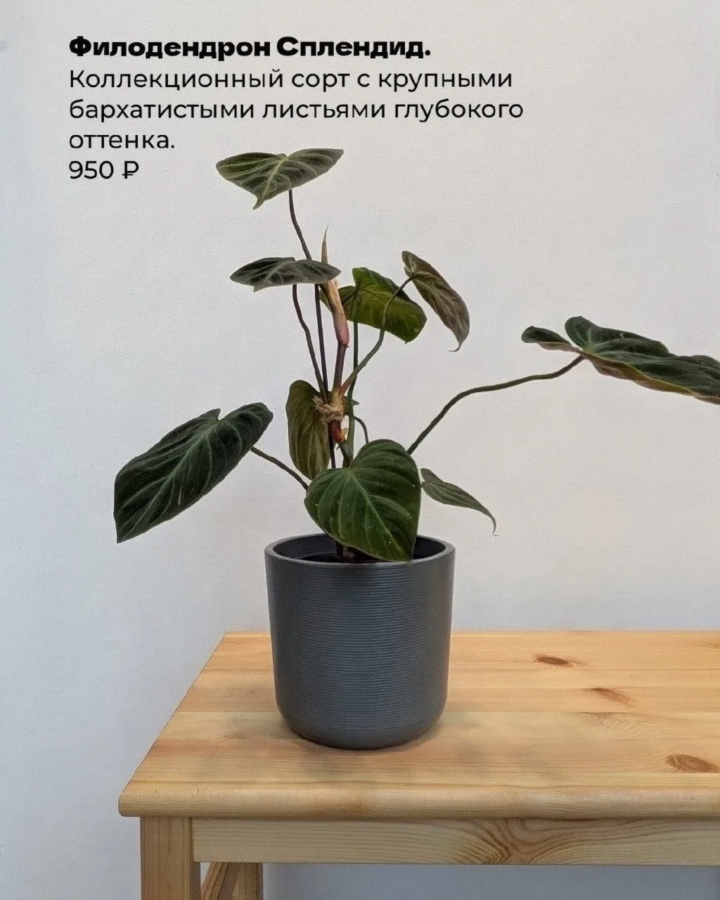 Привет!