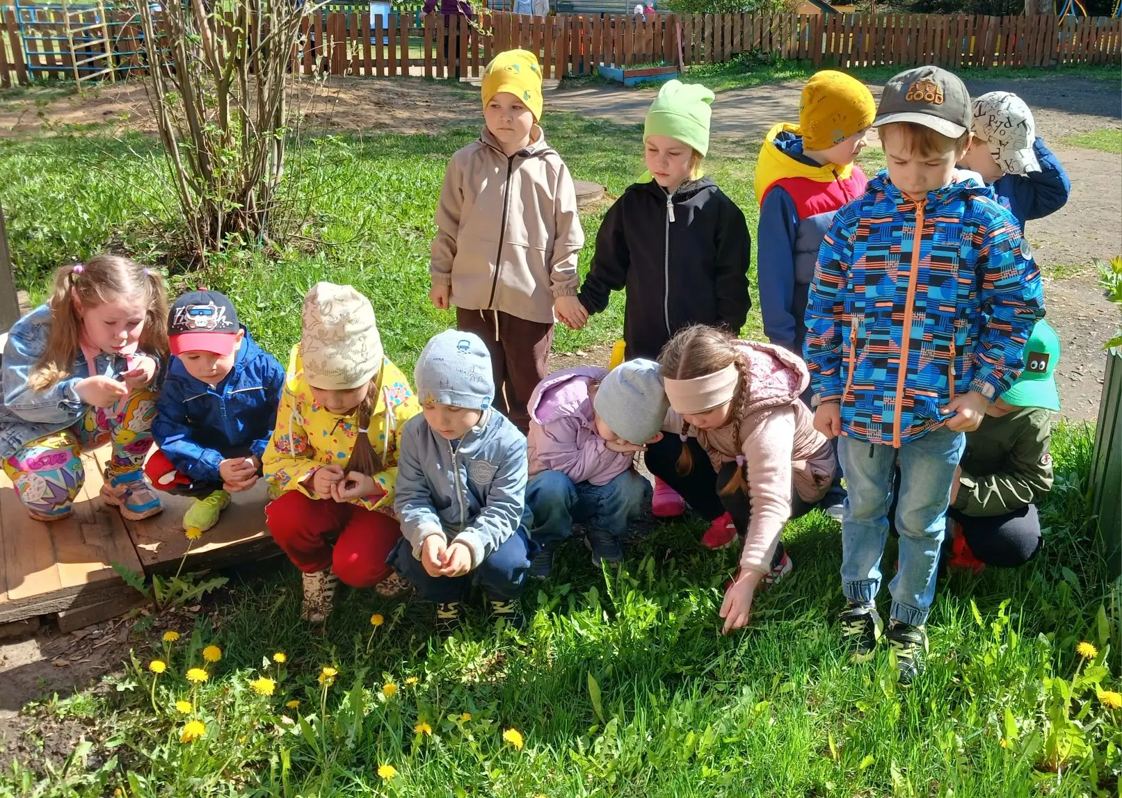 🌼13 мая отмечается Всемирный день одуванчика. Этот неофициальный  весенний праздник по...